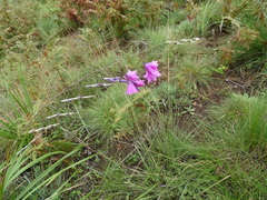Dierama robustum