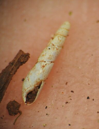 Blind Snail