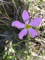 Sabatia stellaris