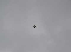 Gallinago paraguaiae