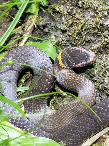 Northern Dwarf Crowned Snake