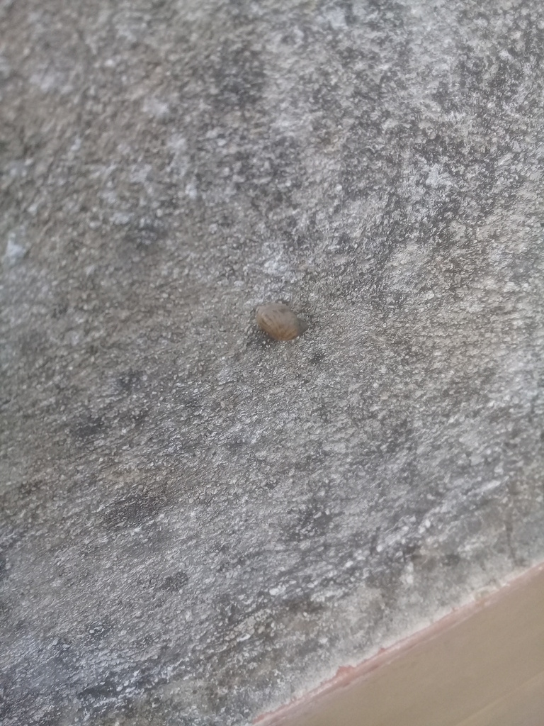 Common Land Snails and Slugs from Tocuyito, Carabobo, Venezuela on October 4, 2023 at 0557 PM