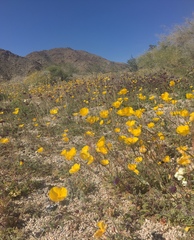 Eschscholzia androuxii