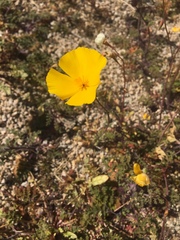 Eschscholzia androuxii