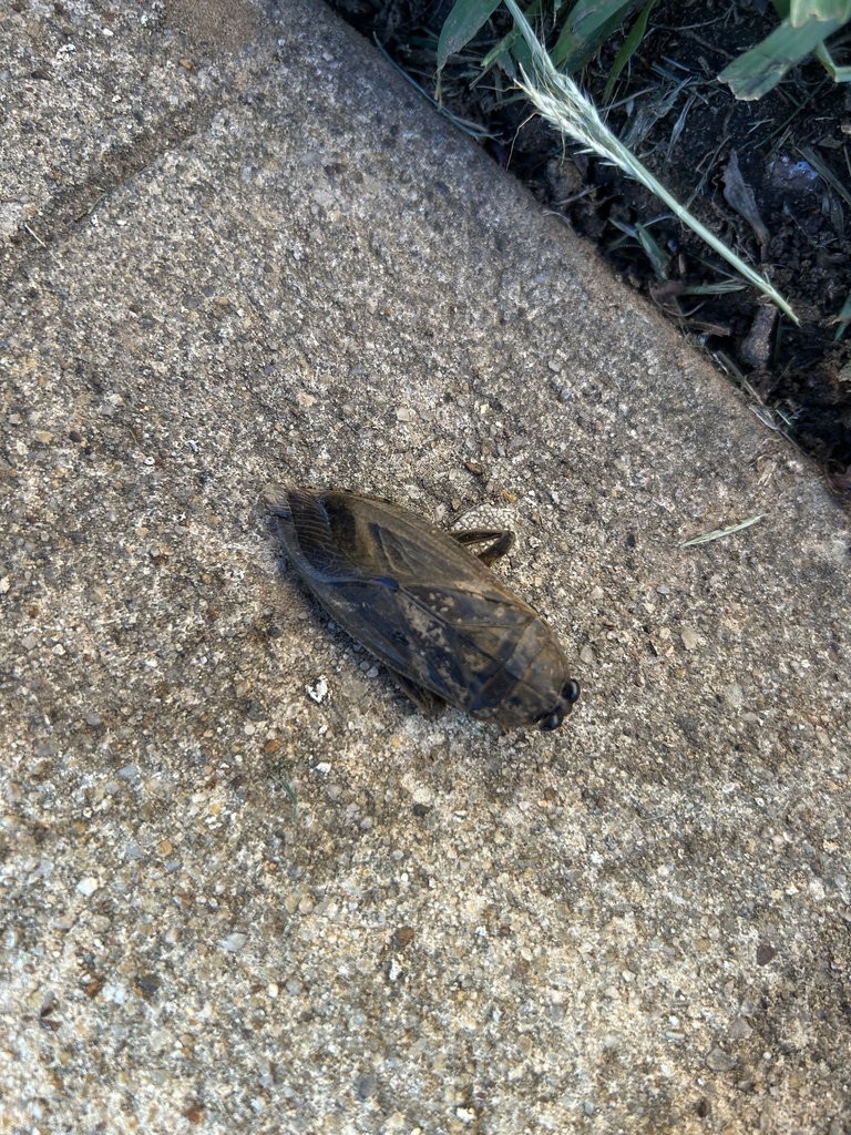 Uhler's Giant Water Bug from University of North Texas, Denton, TX, US ...