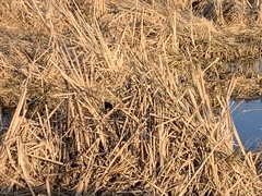 Cistothorus palustris