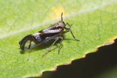 Delphax crassicornis
