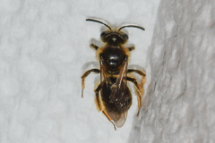 Andrena fenningeri