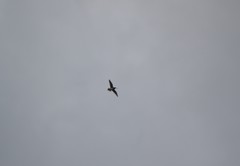 Gallinago paraguaiae