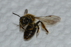 Andrena fenningeri