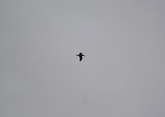 Gallinago paraguaiae