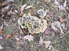 Trametes versicolor