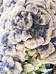 Trametes versicolor