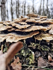 Trametes versicolor