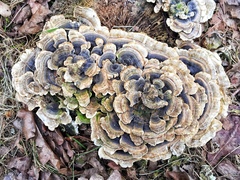 Trametes versicolor