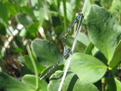 Coenagrion interrogatum