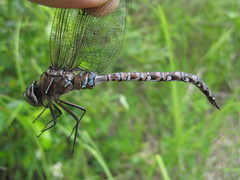 Aeshna interrupta lineata