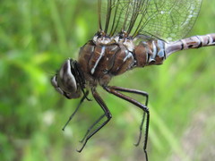 Aeshna interrupta lineata