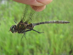 Somatochlora hudsonica