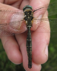 Somatochlora hudsonica