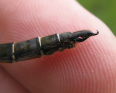 Somatochlora hudsonica