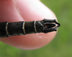 Somatochlora hudsonica