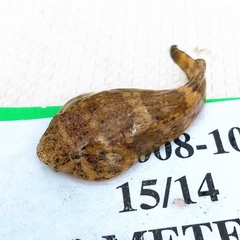 Gobiesox strumosus