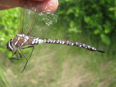 Aeshna interrupta lineata