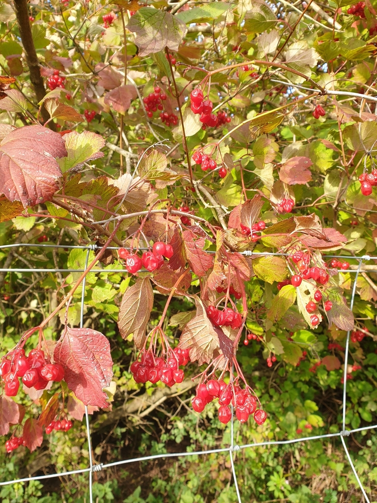 viburnums from Bitton, Bristol BS30 6HU, UK on October 6, 2023 at 0419