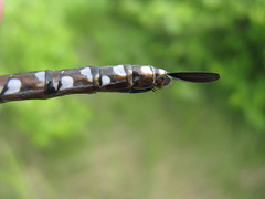 Aeshna interrupta lineata