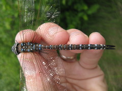 Aeshna interrupta lineata