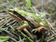Boreal Chorus Frog photo 4