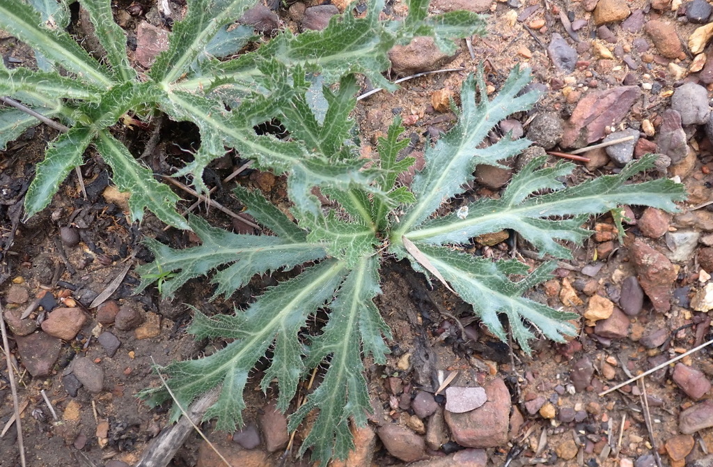 Tornleaf Kalmoes