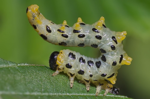 Hazel Sawfly, photo 2 of 10