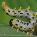 Hazel Sawfly - Photo (c) Иван Тисленко, some rights reserved (CC BY-NC), uploaded by Иван Тисленко