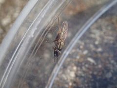 Pherbellia cinerella
