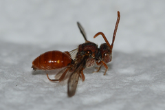 Nomada ovata