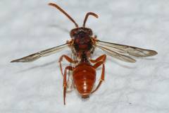Nomada ovata
