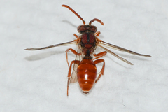 Nomada ovata