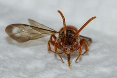 Nomada ovata