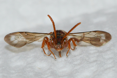 Nomada ovata