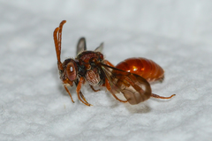 Nomada ovata