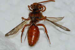 Nomada ovata
