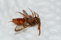 Nomada ovata