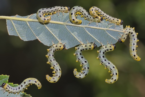 Hazel Sawfly, photo 7 of 10