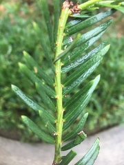Taxaceae