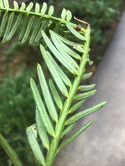 Taxaceae