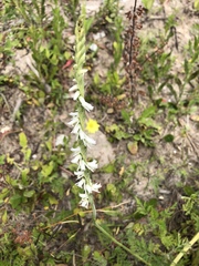 Spiranthes vernalis image