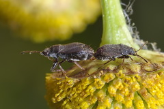 Stygnocoris rusticus