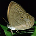 Satyrs, Morphos, and Allies - Photo (c) Patrick Coin, some rights reserved (CC BY-NC-SA)